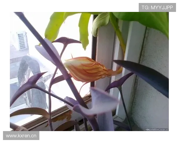 帕尔默爆发是否只是昙花一现？